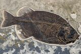 Fossil Fish Mural With Giant Phareodus - Kemmerer, Wyoming #174913-2
